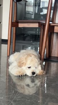 Adorable curly haired puppy resting on a polished marble floor beneath dining room chairs while blinking its expressive eyes in this gentle home video footage of a pet lying down in a quiet room demon