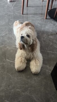 Cute fluffy cocker spaniel puppy lying on a polished gray marble floor while wagging its tail in this charming motion video footage capturing the dog looking up with expressive dark eyes and a soft cr