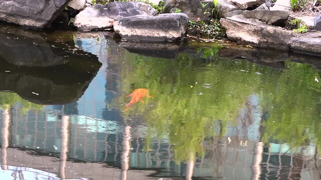 Orange Koi Carp Swimming in Garden Pond with Reflection and Stone Edge