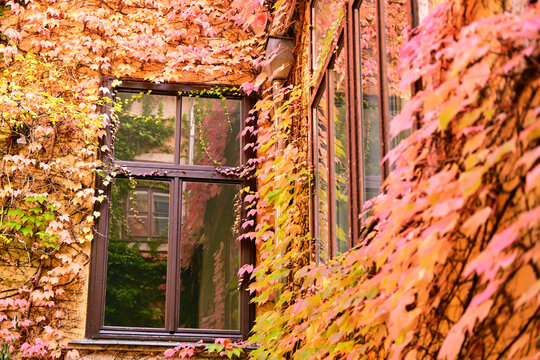 Building Facade and Windows Covered with Vibrant Autumn Ivy