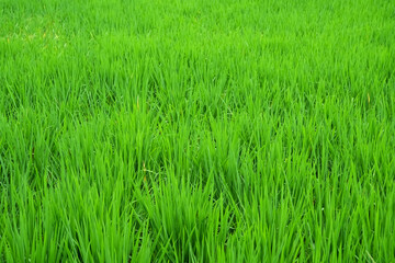 Obraz premium green rice plant in farm field