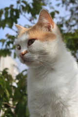 portrait of a cat © Роман Хмелівський