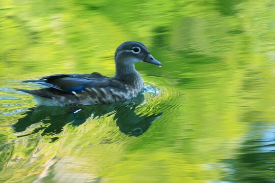 Cute duck swim on the green lake making waves and splash, waterbird background