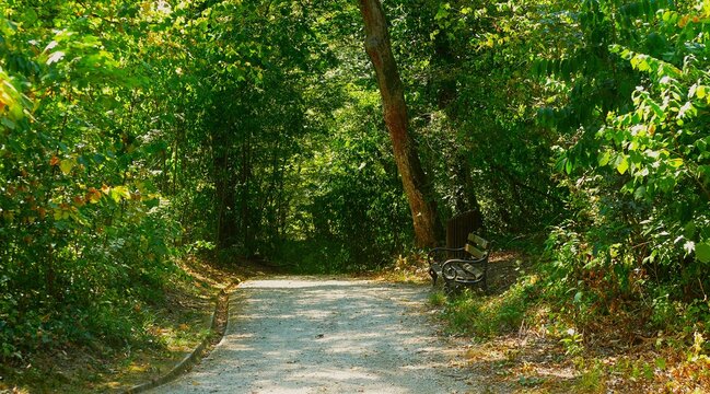 Path in green forest and a wooden bench on a sunny day, peaceful places forest background