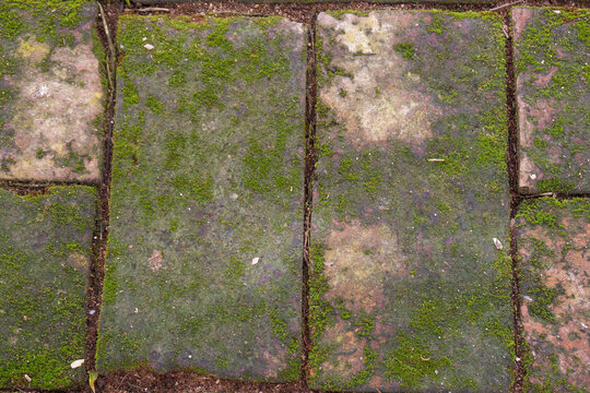Red brick paving stones covered in natural green moss,Moss in forest and tree organic growth in a damp environment,showcasing natural texture background.