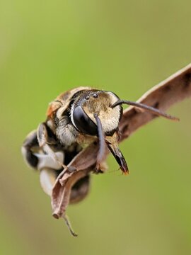 A nomia bee on dry grass flower seed with blurry background 