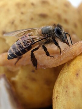  Defocused view of a honeybee in the garden 