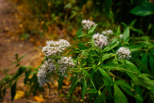 Holme Fen, Cambridgeshire, England, UK - August 06 2026: Holme Fen Forest Nature Reserve - Hemp Agrimony Wildflowers in Bloom