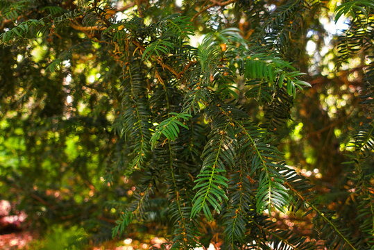 Holme Fen, Cambridgeshire, England, UK - August 06 2026: Holme Fen Forest Nature Reserve - English Yew Tree Branches and Needles Close-Up