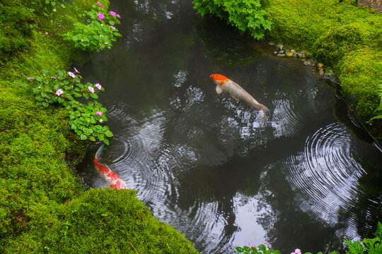 Colorful fancy carp fish (koi fish) in a garden pond in Japan,nishikigoi or orange carp.
