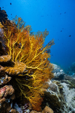 Large vibrant yellow sea fan coral growing on a reef in blue ocean.
