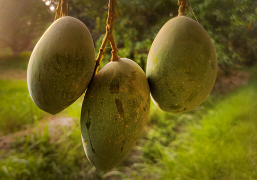 View of three green mangoes hanging from a branch in an orchard in Jahanian, Punjab, Pakistan.