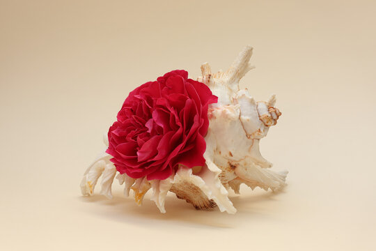 Still life with a rose flower in seashell. Close-up with maximum depth of field on a light background.