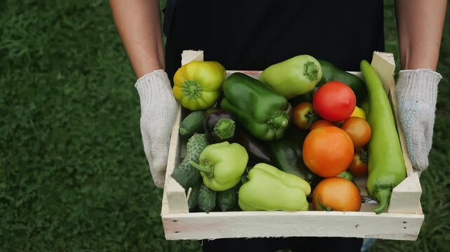 Farmer holding a wooden crate filled with freshly harvested tomatoes, cucumbers and peppers. Fresh local produce and vegetable farming concept.