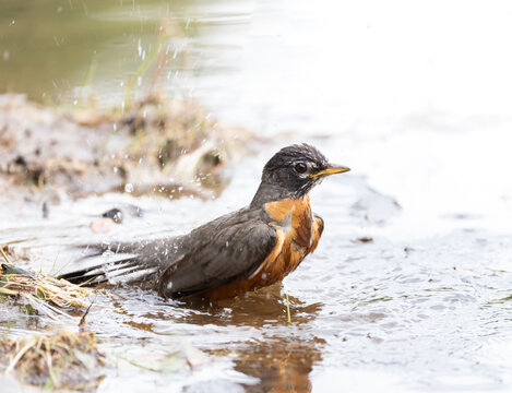 American Robin in a lake