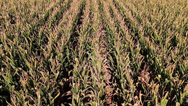 Aerial Tilt Up shot over rows of golden corn revealing field perspective ready for harvest.