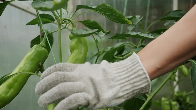 Farmer cutting green peppers from plants during harvest in a greenhouse. Close-up of vegetable cultivation, greenhouse farming and fresh produce.
