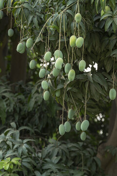 View of green mangoes hanging from the branches of a lush tree in an orchard in Jahanian, Punjab, Pakistan.