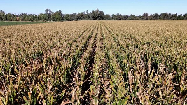 Dynamic lateral aerial tracking shot passing over cornfield rows with parallax optical effect.