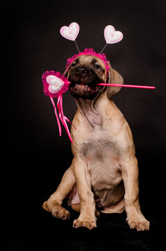 Cute puppy wearing a pink heart headband and holding a lollipop, celebrating love and Valentine's Day on a black background.