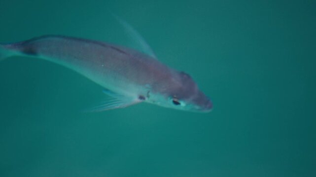 Fish swim in the sea as seen from above the surface