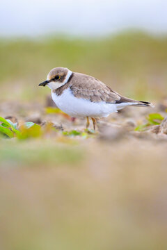 Common Ringed Plover Charadrius hiaticula waterfowl bird foraging in between rocks on wetlands