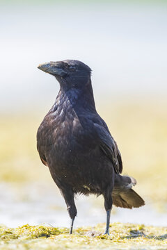 Closeup of a carrion crow Corvus corone black bird perched in a tree