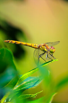 Common Darter Sympetrum striolatum female