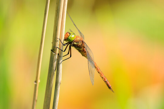 Green-eyed hawker Aeshna isoceles resting in sunlight