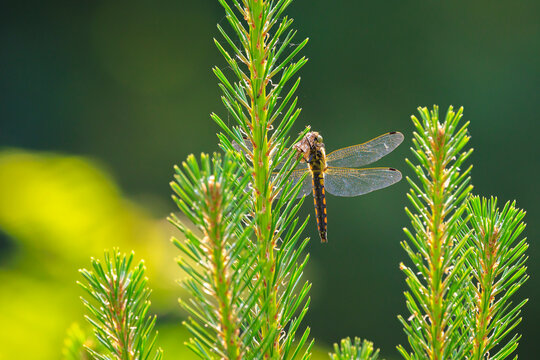 Libellula depressa, the broad-bodied chaser or broad-bodied darter female
