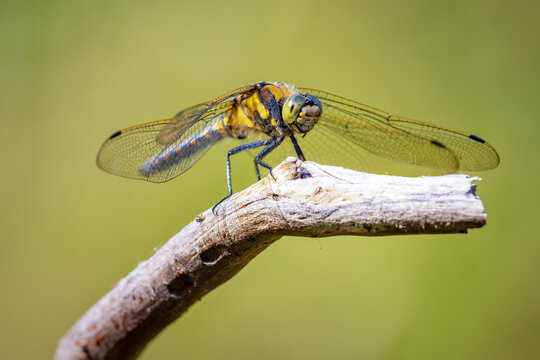 Black-tailed skimmer, Orthetrum cancellatum, closeup