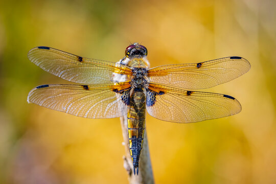 Close-up of a four-spotted chaser Libellula quadrimaculata dragonfly
