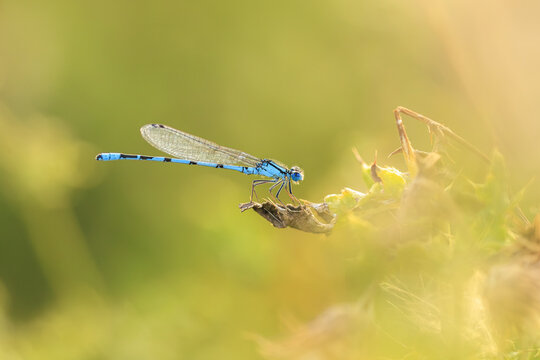 Abstract nature Enallagma cyathigerum, common blue damselfly, common bluet, or northern bluet