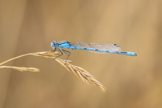 Abstract nature Enallagma cyathigerum, common blue damselfly, common bluet, or northern bluet