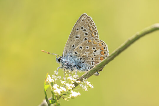 Common Blue butterfly, Polyommatus icarus, resting closeup