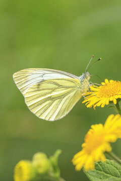 Green-veined white butterfly, Pieris napi, resting in a meadow