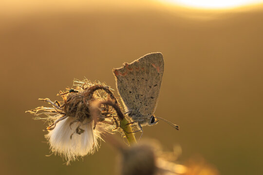 Small or common copper butterfly lycaena phlaeas closeup