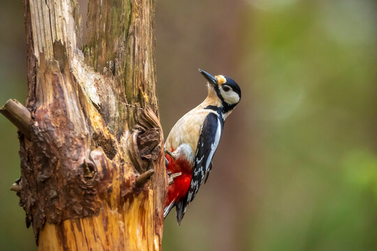 Closeup of a great spotted woodpecker, Dendrocopos major, perched in a forest
