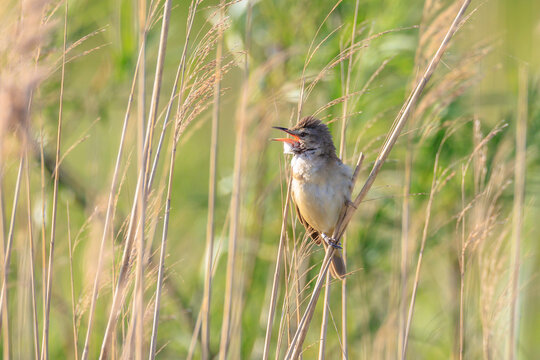 Close up of a great reed warbler, acrocephalus arundinaceus, bird singing in reeds