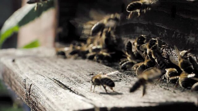 Swarm of honey bees (Apis mellifera) carrying pollen and flying to the landing board of hive in an apiary in SLOW MOTION HD VIDEO. Organic BIO farming, animal rights, back to nature concept. Close-up.