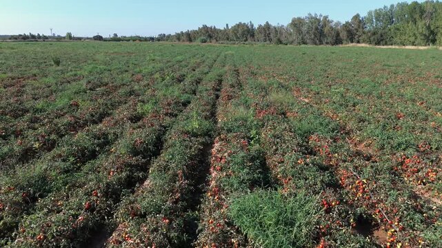 Dynamic lateral aerial tracking shot crossing perpendicular ripe tomato rows with parallax effect.
