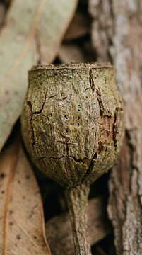 Ancient eucalyptus capsule rests on forest floor
