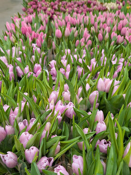 Large wholesale batch of fresh pink tulip flowers packed for spring holiday sale