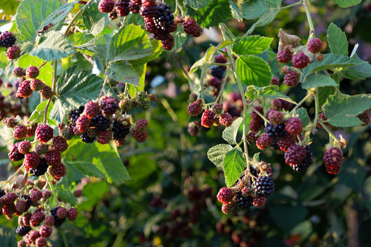 Juicy blackberries in various stages of ripening hang abundantly on bush branches in a sunny garden. Organic harvest of ripe black and unripe red berries matures among green foliage for healthy eating