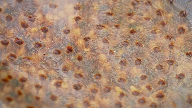 Transparent observation hive containing a colony of stingless bees, illustrating natural bee behavior, tropical beekeeping, biodiversity, and environmentally friendly agriculture.