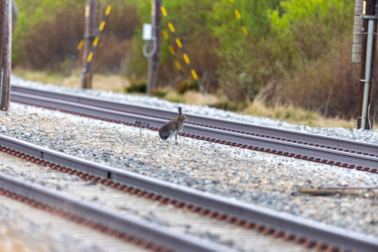 View of a hare standing on railway tracks with gravel ballast and wooden utility poles in the background in Dovre, Innlandet, Norway.