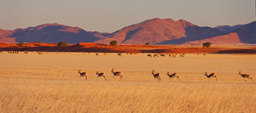 Springbok antelope group running away in grass covered Namib Desert landscape against backdrop of dunes and mountains
