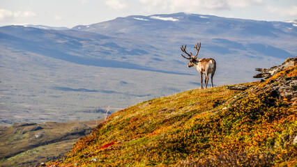 Autumn landscape in Abisko national park © Conny Sjostrom