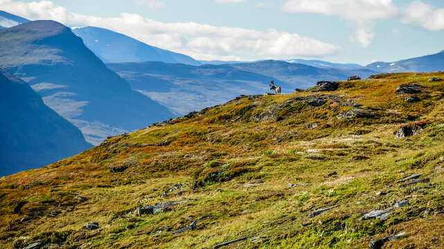 Autumn landscape in Abisko national park