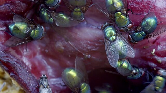 Flies are looking for a place to lay eggs on old meat. flies landing on raw meat in natural, unprocessed setting close-up macro view.